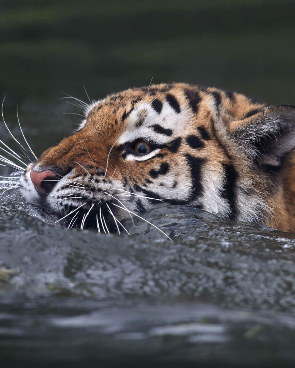 Tiere